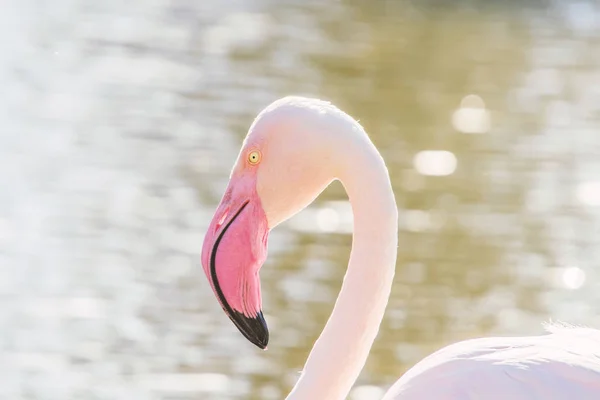 Retrato Flamingo Maior Retrato Flamingo Rosa Phoenicopterus Roseus — Fotografia de Stock