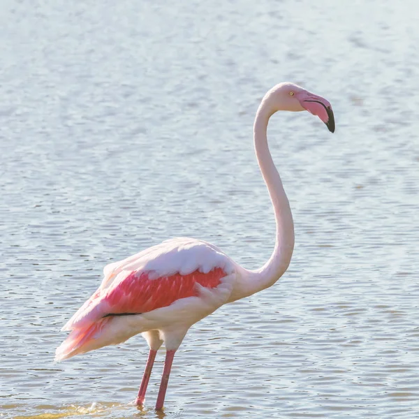 Pink Flamingo, Greater flamingo in their natural environment (Phoenicopterus roseus