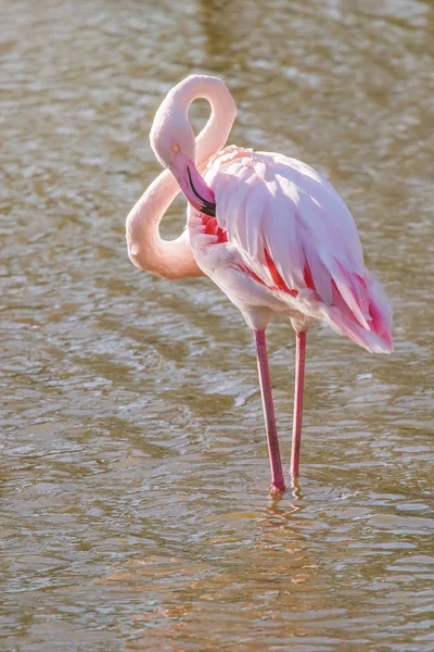 Pink Flamingo Greater Flamingo Natural Environment Phoenicopterus Roseus — Stok Foto