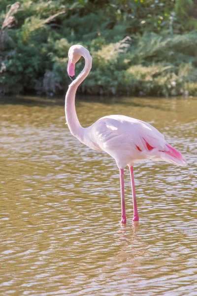 Rózsaszín Flamingó Nagyobb Flamingó Természetes Környezetükben Phoenicopterus Roseus — Stock Fotó