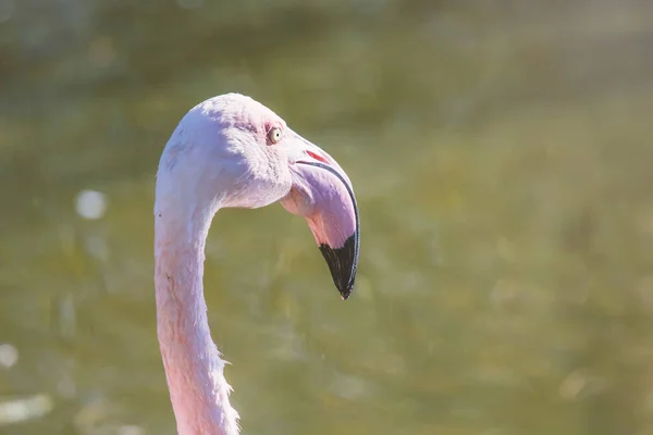 Groter Flamingo Portret Pink Flamingo Portret Phoenicopterus Roseus — Stockfoto