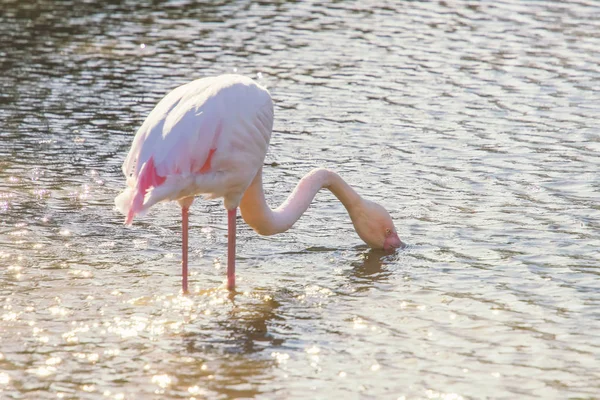 Flamingo Fressen Wasser Rosa Flamingo Großer Flamingo Ihrer Natürlichen Umgebung — Stockfoto