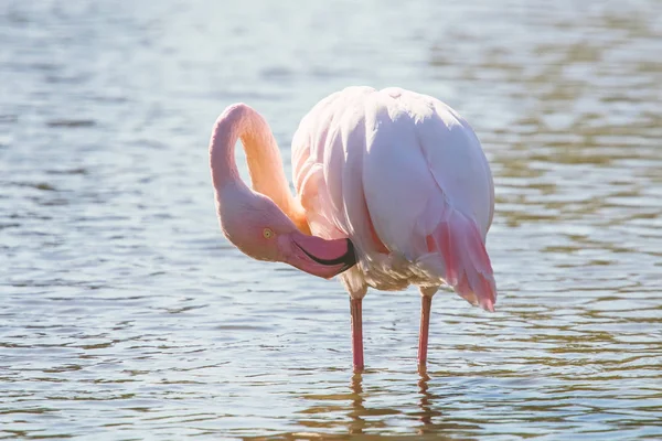 Pink Flamingo Greater Flamingo Natural Environment Phoenicopterus Roseus — Stock Photo, Image