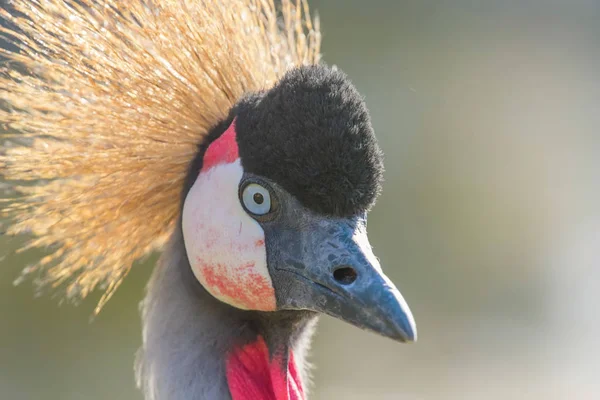 Grey crowned crane Close up portrait (Balearica regulorum) National bird of Uganda
