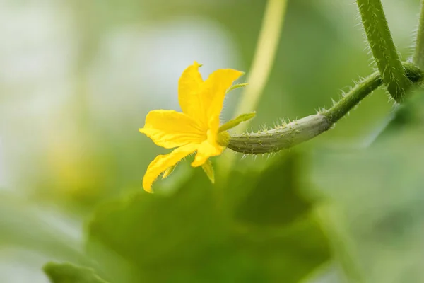 Cucumber Flower Young Fresh Organic Vegetable — Stock Photo, Image