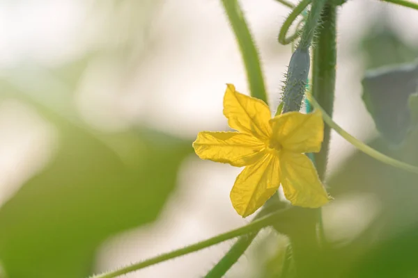 Cucumber Flower Young Fresh Organic Vegetable — Stock Photo, Image