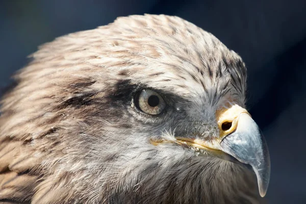 Marsh Harrier Zavřít Nahoru Circus Aeruginosus — Stock fotografie