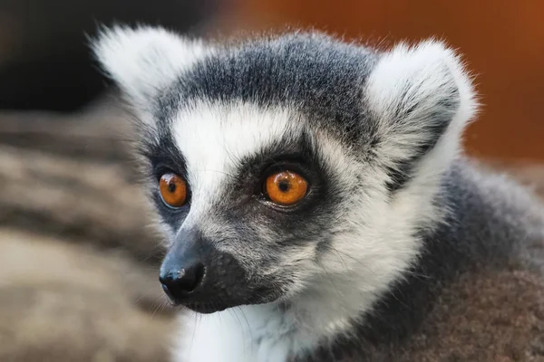 Anillo Cola Lémur Lemur Catta Primer Plano Retrato — Foto de Stock