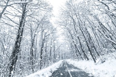 Kış ormanı kar yolu. Orman yolu kış kar manzaralı. 