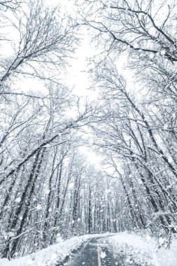 Kış ormanı kar yolu. Orman yolu kış kar manzaralı. 