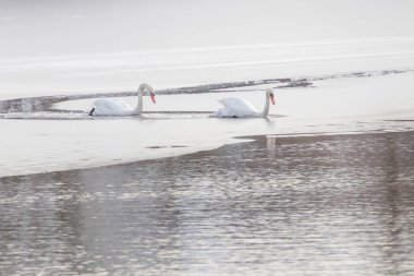 İki beyaz kuğular donmuş göl üzerinde. Göl donmuş kış.