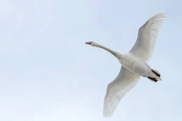 Cisne Mudo Voo Céu Azul Cygnus Olor — Fotografia de Stock