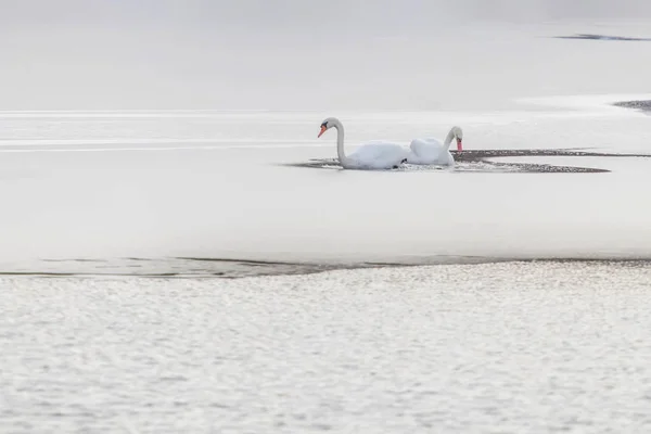 Beyaz Kuğular Donmuş Göl Üzerinde Göl Donmuş Kış — Stok fotoğraf