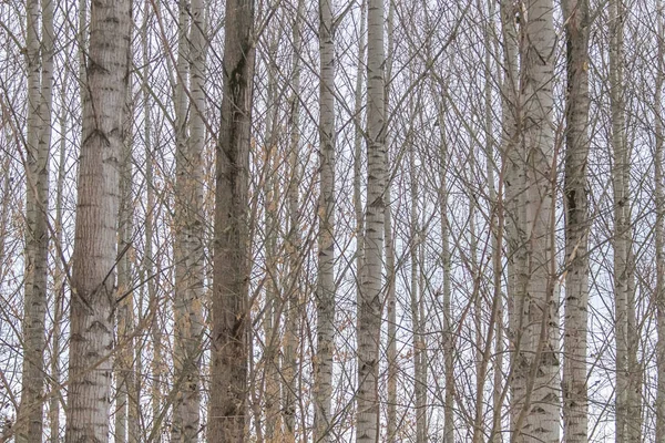 杨树树干自然背景 — 图库照片