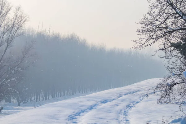 Winter foggy forest scene, Cold foggy forest with snow