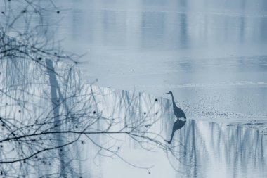 Kışın donmuş gri balıkçıl gölü. Kış gölü sahnesi. 