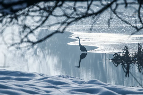 Grey heron frozen lake at winter. Winter lake scene.