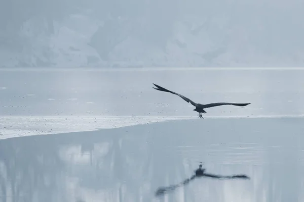 凍った湖の上を飛ぶ灰色のサギ 冬の凍った湖 — ストック写真