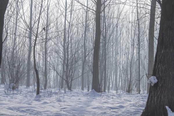 Winter foggy forest scene, Cold foggy forest with snow