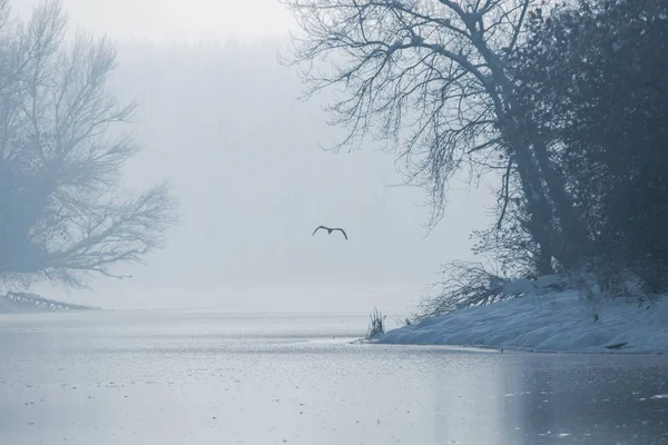 Gray heron flying over a frozen lake, Winter frozen lake.