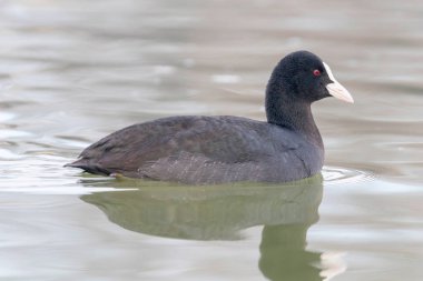 İnek yüzme (Fulica atra) Avrasya Yaban Ördeğini kapatın 