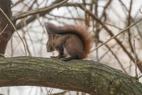 Röd Ekorre Som Sitter Ett Träd Skogsekorre Sciurus Vulgaris — Stockfoto