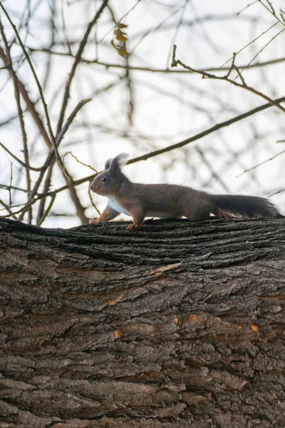 Red Squirrel Tree Trunk Forest Squirrel Sciurus Vulgaris — Stock Photo, Image