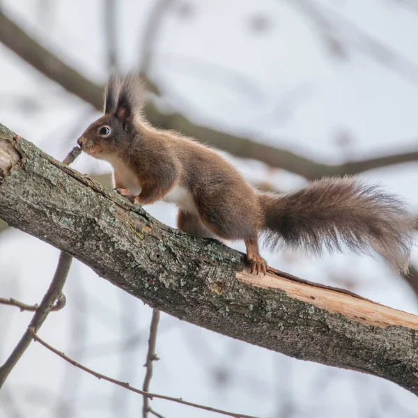 Rotes Eichhörnchen Sitzt Auf Einem Baum Herbst Waldhörnchen Sciurus Vulgaris — Stockfoto