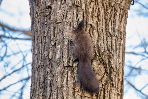 Red Squirrel Tree Trunk Forest Squirrel Sciurus Vulgaris — Stock Photo, Image