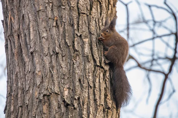 Red Squirrel Tree Trunk Forest Squirrel Sciurus Vulgaris — Stock Photo, Image