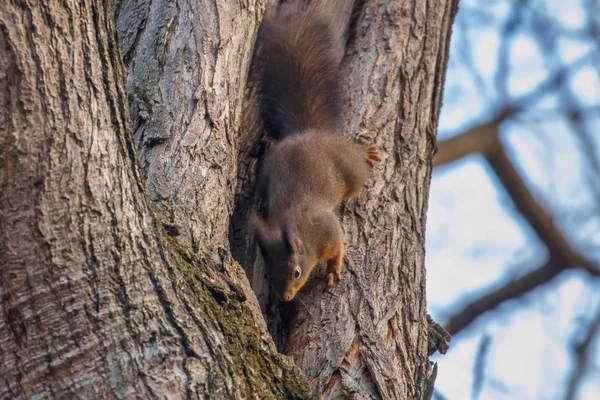 Red Squirrel Tree Trunk Forest Squirrel Sciurus Vulgaris — Stock Photo, Image