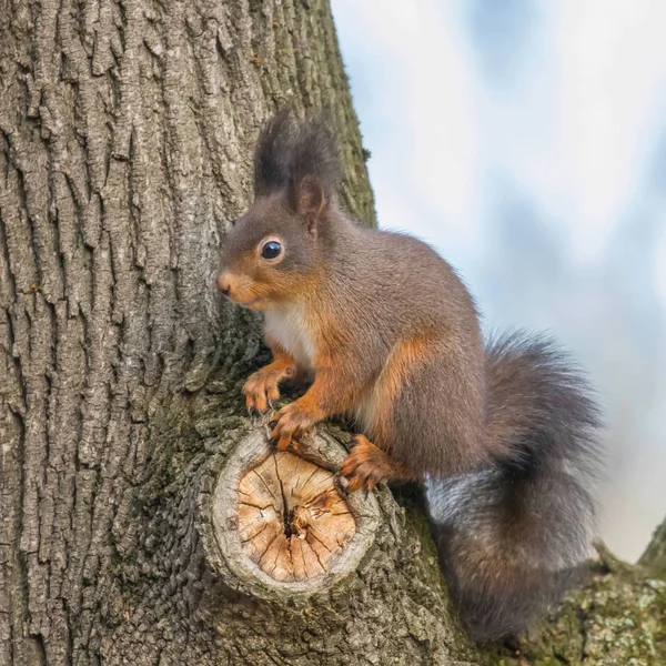 Red Squirrel Tree Trunk Forest Squirrel Sciurus Vulgaris — Stock Photo, Image