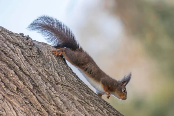 Red Squirrel Tree Trunk Forest Squirrel Sciurus Vulgaris — Stock Photo, Image