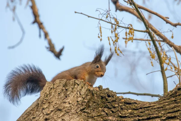 Червона Білка Сидить Дереві Лісова Білка Sciurus Vulgaris — стокове фото