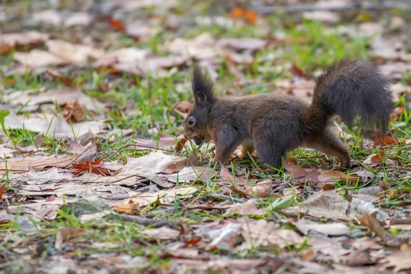 Red Squirrel Park Sciurus Vulgaris — Stock Photo, Image