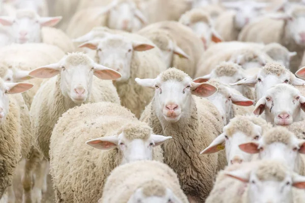 Kudde Schapen Schapenboerderij — Stockfoto