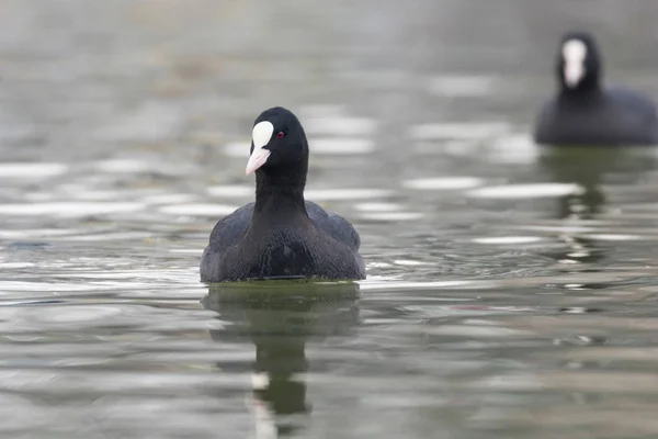 Blässhühner Fulica Atra Aus Nächster Nähe — Stockfoto