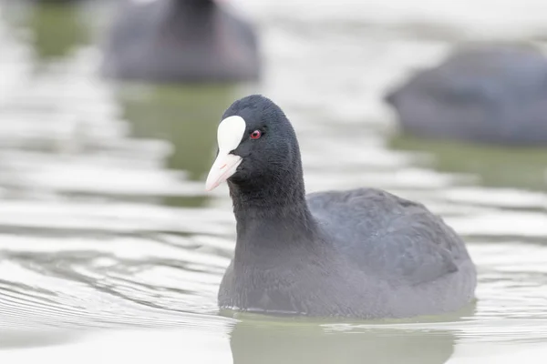 Swimming Coots Fulica Atra 关闭欧亚Coots — 图库照片