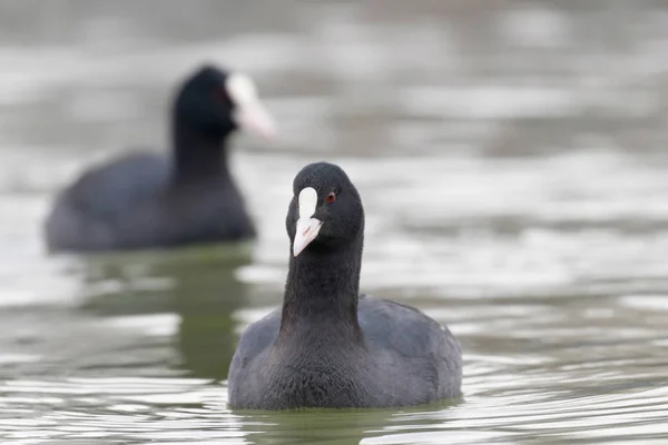 Blässhühner Fulica Atra Aus Nächster Nähe — Stockfoto