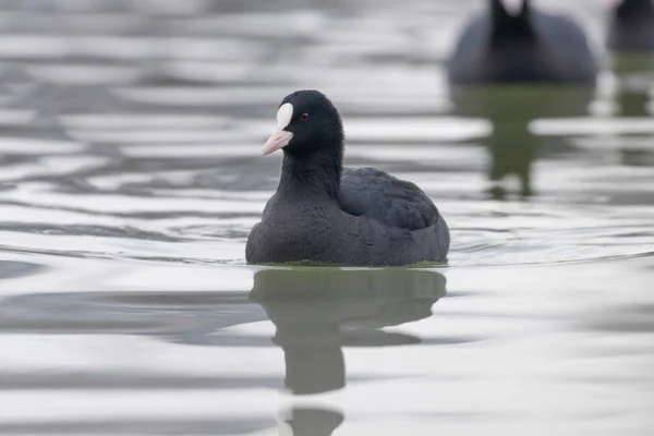 Úszás Coots Fulica Atra Közelkép Eurázsiai Coots — Stock Fotó