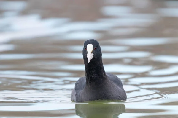 Fußbodenschwimmen Fulica Atra Aus Nächster Nähe — Stockfoto