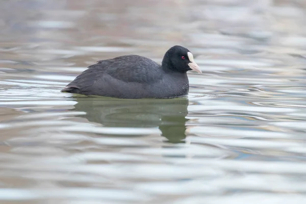 Coot Natação Fulica Atra Close Eurasian Coot — Fotografia de Stock