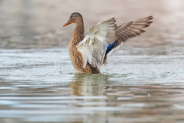 Wild duck flapping wings, mallard female (Anas platyrhynchos)