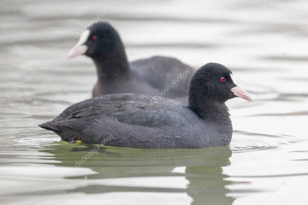 Swimming Coots (Fulica atra) Close up Eurasian Coots