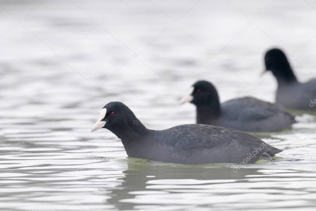 Swimming Coots (Fulica atra) Close up Eurasian Coots