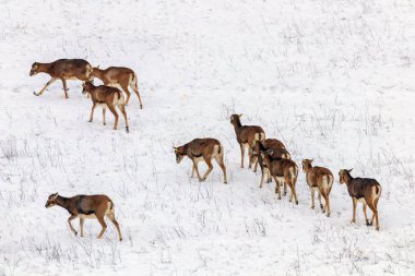 Mouflons kış vahşi doğada (ovis musimon) 