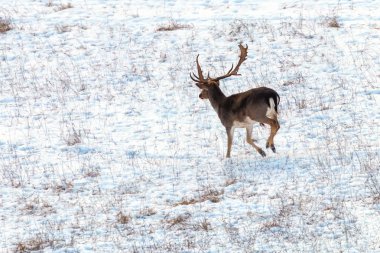 Alageyik buck kar kış manzara (Dama Dama)