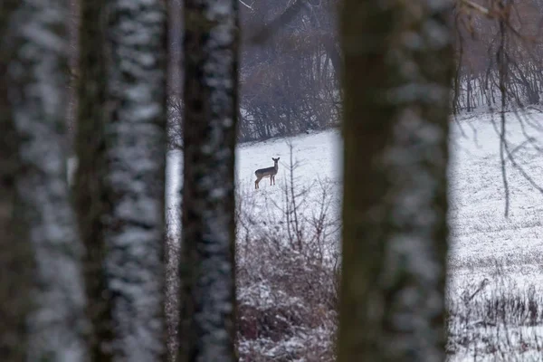 Fallow deer snow forest landscape (Dama Dama)