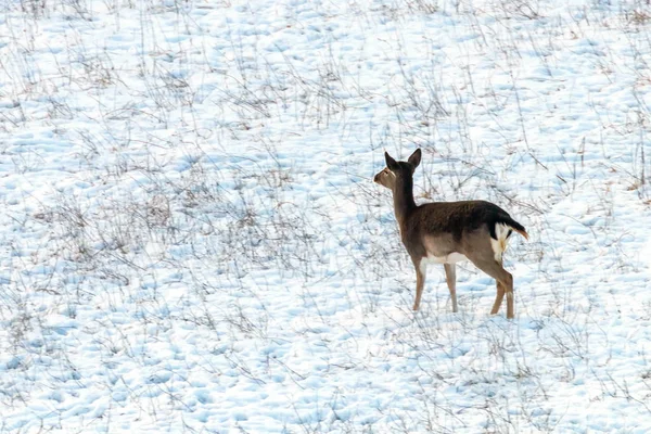 Fallow deer female snow winter (Dama Dama)
