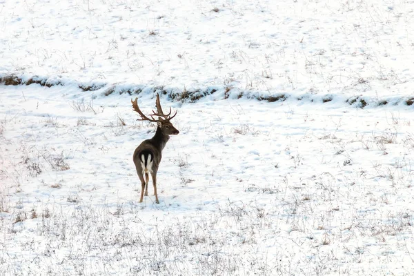 Ciervo Superficial Joven Buck Nieve Invierno Dama Dama — Foto de Stock